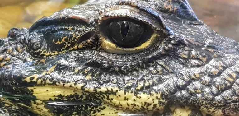 krokodil-im-reptilienzoo-happ-klagenfurt-fuetterung